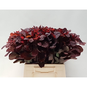 Coti C Royal Purple