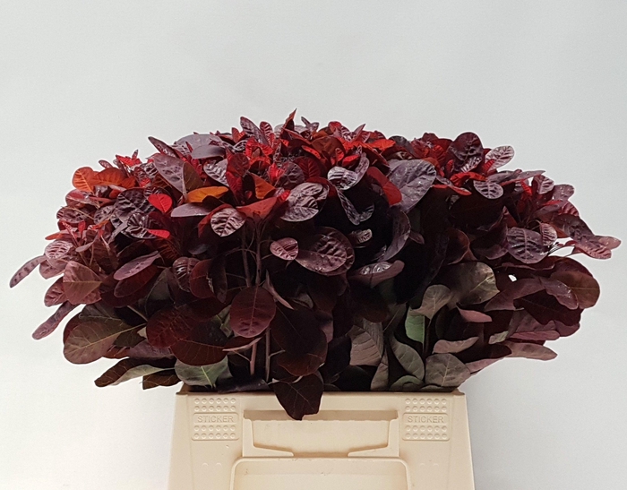 <h4>Coti C Royal Purple</h4>