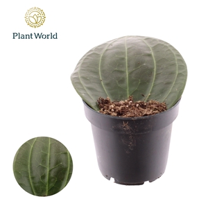 Hoya Latifolia 12 cm