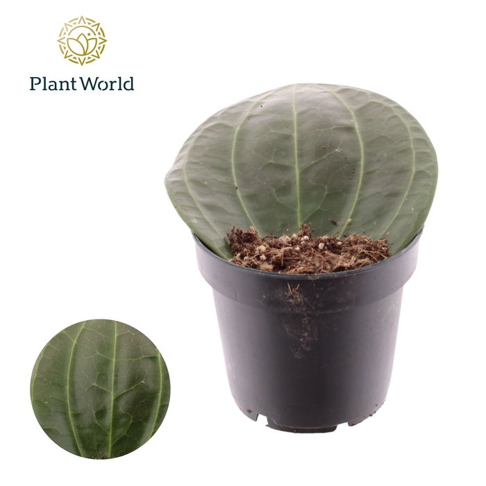 <h4>Hoya Latifolia 12 cm</h4>