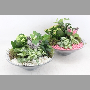 arr2 PL - Glas schaal 23cm vlinder - roze/wit