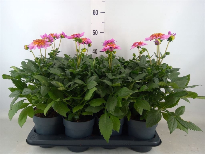 <h4>Dahlia   ...</h4>