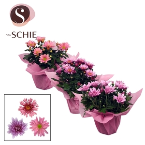 Chrysanne Pink Mix WRAP non woven