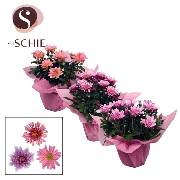 <h4>Chrysanthemum Indicum Grp Chrystal Gemengd</h4>