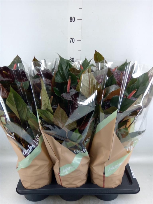 <h4>Anthurium andr. 'Beauty Black'</h4>