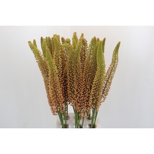 Eremurus Emmy Ro