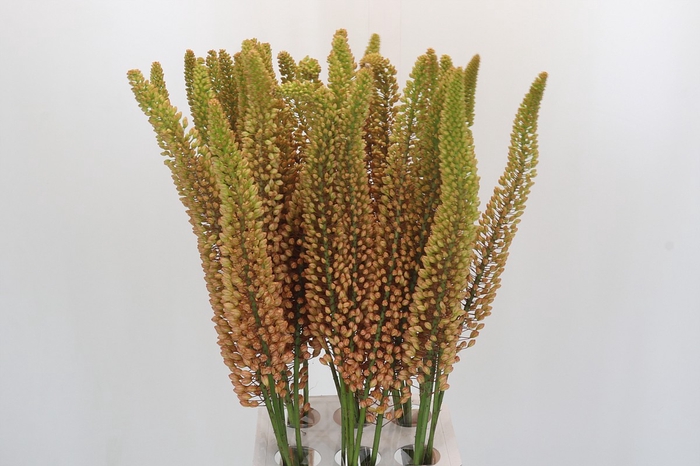 Eremurus Emmy Ro