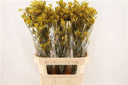 <h4>Anigoz Yellow Gem</h4>