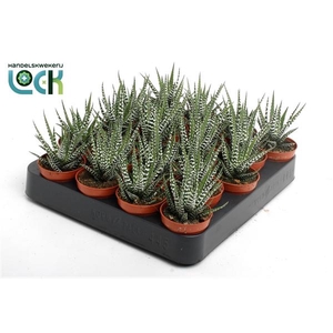 Haworthia fasciata 'Big Band'