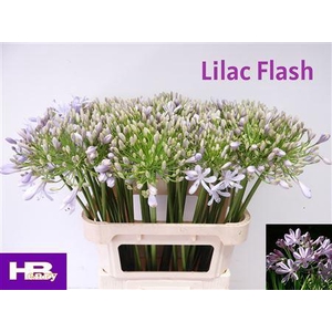 Agapanthus Lilac Flash
