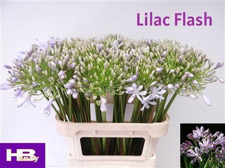 <h4>Agapanthus Lilac Flash</h4>