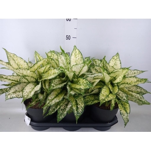 Aglaonema  'White Kiwi'
