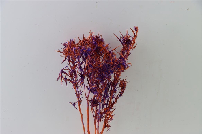 Dried Artz Cardi Vermeer Bunch