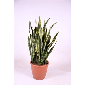 Sansevieria trifasciata 'Laurentii' 115cm