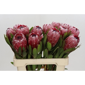 Protea Pink Ice