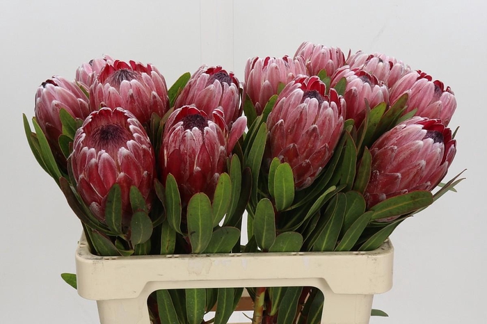 <h4>Protea Pink Ice</h4>