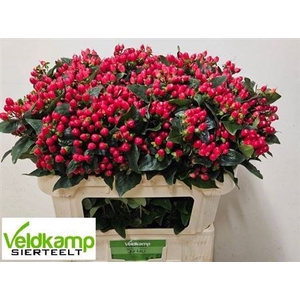 Hyp Mag Impression Vert 70cm