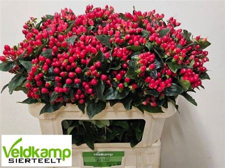 <h4>Hyp Mag Impression Vert 70cm</h4>