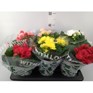 Begonia elat. DU   ...mix