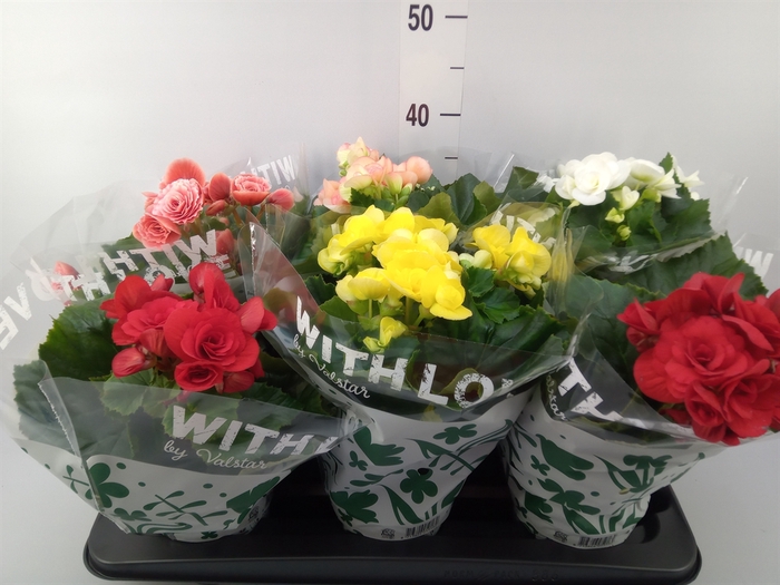 <h4>Begonia elat. DU   ...mix</h4>