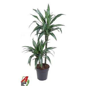 Dracaena fragrans Deremensis Grp Ulises