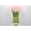 Zantedeschia Eydolls Pink