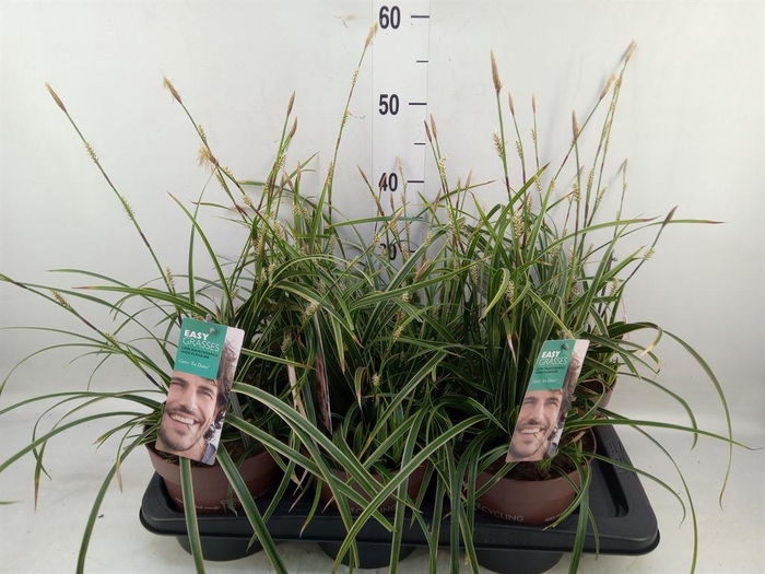 <h4>Carex morrowii 'Ice Dance'</h4>