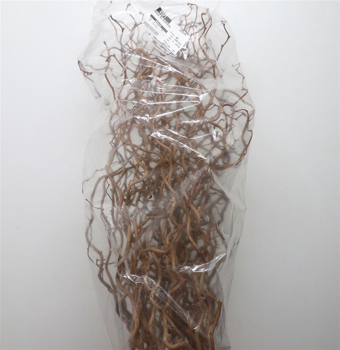 <h4>Coryl Av Contorta</h4>