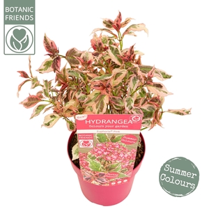 Hydrangea serrata Euphoria 'Pink'