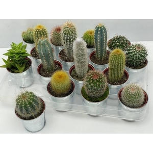 CACTUS GEM