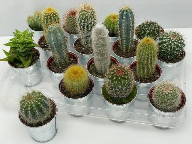 <h4>CACTUS GEM</h4>