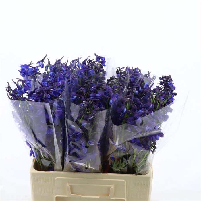 Delphinium Enkel Deldonna Blue