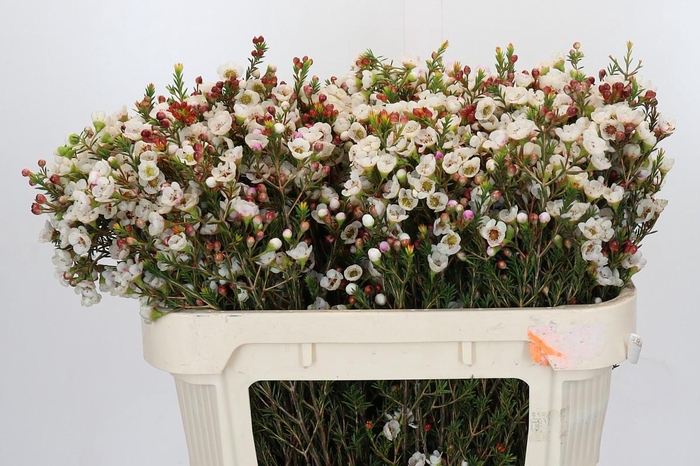 <h4>Chamelaucium Moonlight Delight</h4>