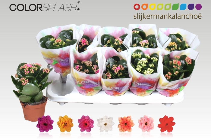 <h4>KAL GE GEM 7 KL</h4>