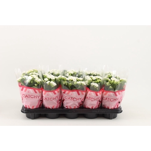 Kalanchoe blos. 'RosDon Alano'