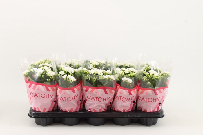 <h4>Kalanchoe blos. 'RosDon Alano'</h4>