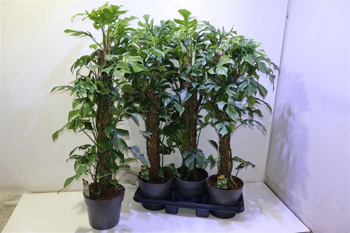 <h4>Monstera Ov</h4>
