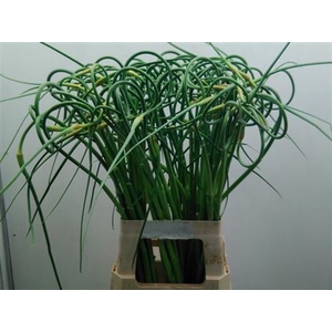 ALLIUM SAT OPHIOSCOR