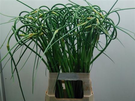 ALLIUM SAT OPHIOSCOR