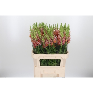 Antirrhinum Po D. Orange