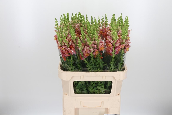 <h4>Antirrhinum Po D. Orange</h4>
