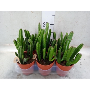 Stapelia leendertziae