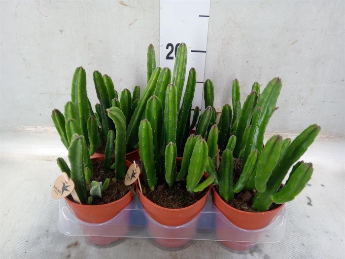 <h4>Stapelia leendertziae</h4>