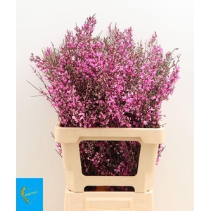 GENISTA KLB BS H% LILA