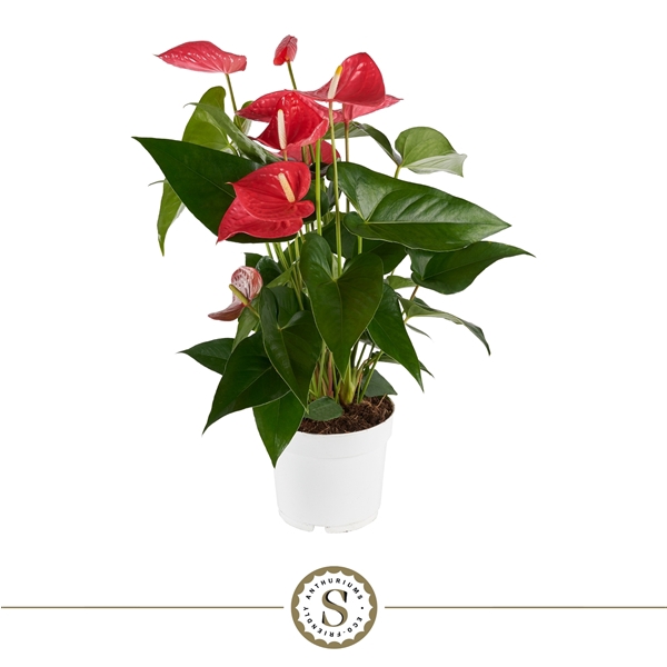 <h4>Anthurium Maine 17cm</h4>
