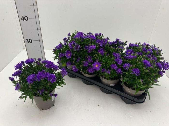 <h4>ASTER D AL D PURP LA</h4>