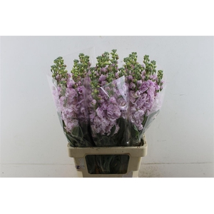 Matth Iron Cherry Blossom