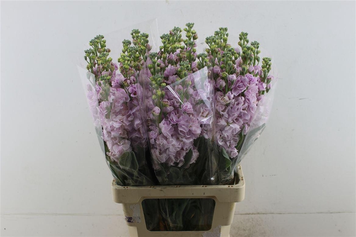 <h4>Matth Iron Cherry Blossom</h4>