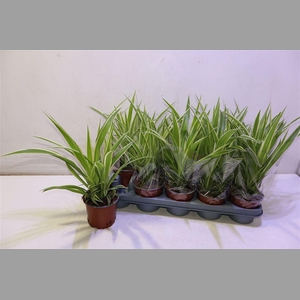 Chlor Comosum
