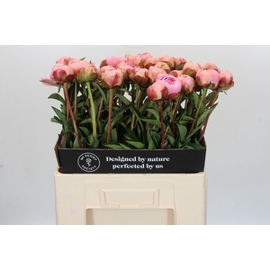 Paeonia Albert Crousse